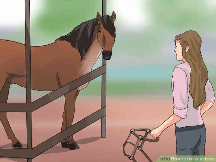 Image intitulée Licol Cheval Étape 3
